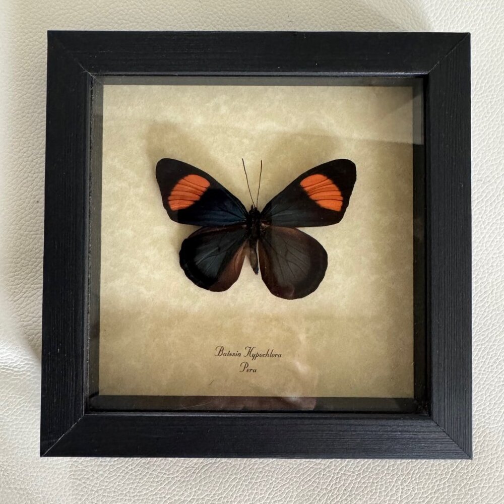Brand New Real Mounted + Framed Butterfly- Rare! Batesia Hypochlora
